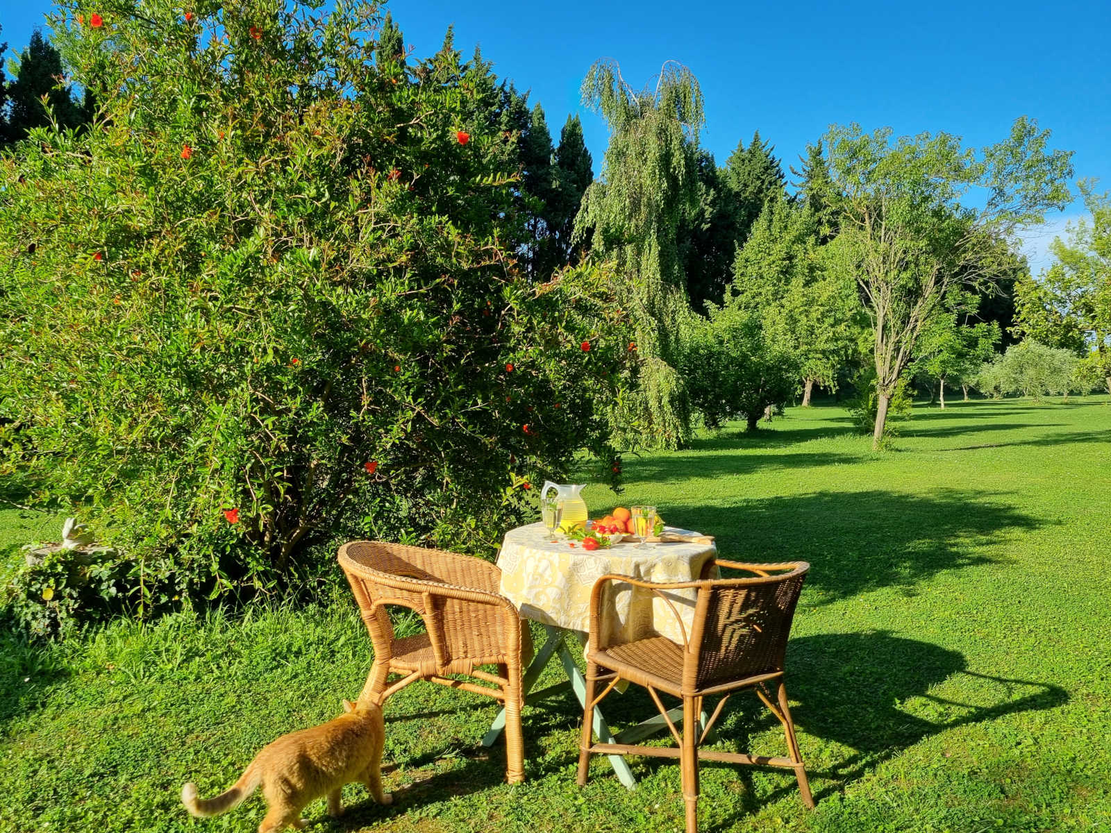 La Souste de Jean - Chambre d'hôtes en Provence